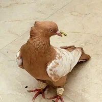 کبوتر سینه زرد، معاوضه با قناری