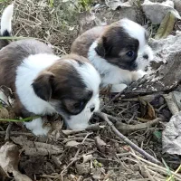 خوشگلهای سوپر فلت|سگ|رشت, پسیخان|دیوار