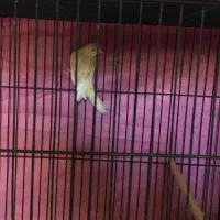 قناری|پرنده|مشهد, محمدآباد|دیوار