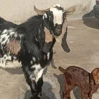 بزغاله|حیوانات مزرعه|کنگاور, |دیوار