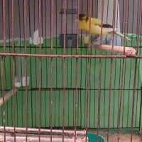 سهره و قناری نر و ماده|پرنده|ملایر, |دیوار