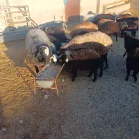 فروش بره چاق|حیوانات مزرعه|زاویه, |دیوار