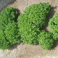 نعناع|خوردنی و آشامیدنی|نیمروز, |دیوار