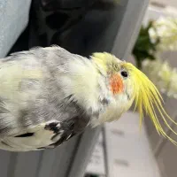 اگه کسی پیدا کرد اطلاع بده لطفا