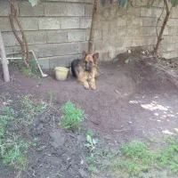 سگ ژرمن ماده