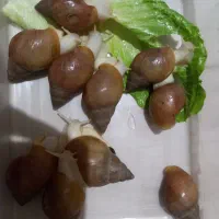 حلزون آلبینو|خزنده|دزفول, |دیوار