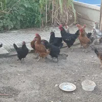 مرغ تخم گذار