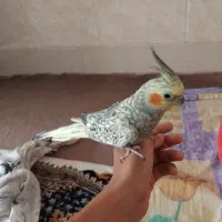 عروس  هلندی
