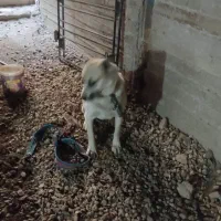 سگ نگهبان|سگ|مشهد, امیریه|دیوار