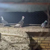 پرنده دوری دوری|پرنده|شوشتر, |دیوار