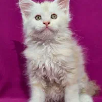 گربه مین کوون|گربه|تهران, چیذر|دیوار