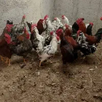 مرغ وخروس