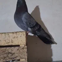 صرب|پرنده|هندیجان, |دیوار