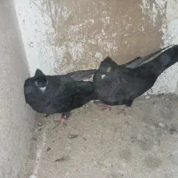 کبوتر|پرنده|ایذه, |دیوار