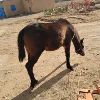 کره اسب مادیان|اسب و تجهیزات اسب‌سواری|قروه, |دیوار