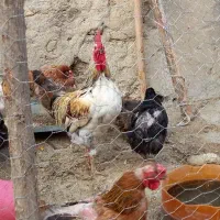 مرغ و خروس محلی