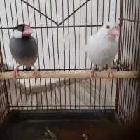 فنچ نرگسی نر و ماده