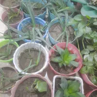 فروش گل و گلدان حراج ارزان|گل و گیاه طبیعی|اصفهان, باغ فدک|دیوار