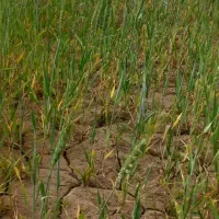 زمین زراعی استیجاری