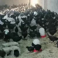 انواع نیمچه مرغ و خروس گلپایگانی جوجه عمده|حیوانات مزرعه|تهران, شهرآرا|دیوار