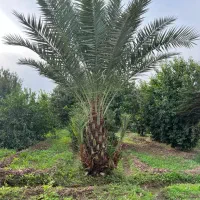 علفزنی