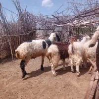 یک راس بره نر چاق در ساردوئیه