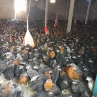 دوتک جوجه|حیوانات مزرعه|نجف‌آباد, هفده شهریور|دیوار