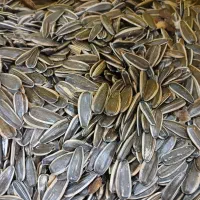زیر قیمت بازار/تخمه s400/تخمه خوی