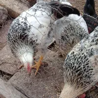 یک عددمرغ گلین.وچندخروس محلی