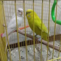 مرغ عشق و فنچ