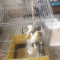 قفس پرنده|لوازم جانبی حیوانات|قم, ولیعصر|دیوار