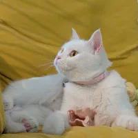 گربه اسکاتیش