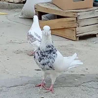 طوقی الماسی