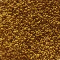 بذر قره یونجه درجه یک