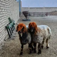 بره و قوچ