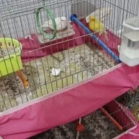 پرنده قناری|پرنده|حبیب آباد, |دیوار