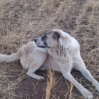 واگذاری سد سرابی اصیل و خیلی سگ وفاداری هست