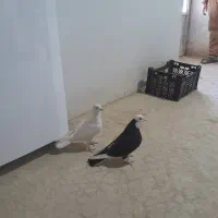 دو عدد ماده یک یک