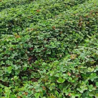 نهال توت فرنگی سابرینا|خدمات باغبانی و درختکاری|دلند, |دیوار