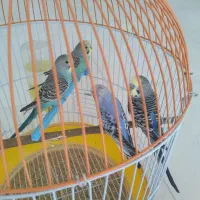 سلام ۲جفت مرغ عشق