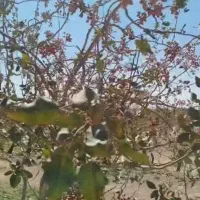 فروش باغ پسته ثمری