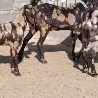 دو راس بز پاکستانی 40خال اصیل درشت|حیوانات مزرعه|تربت جام, جامرود|دیوار