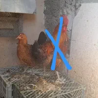 مرغ کرچ لری