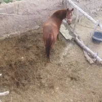 مادیان فروشی