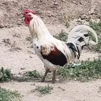 خروس چهل تاج