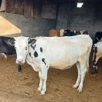 نوکل سیمنتال اصل اصل