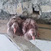 کبوتر سینه ای