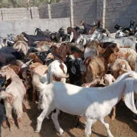 کهره چاق نروماده