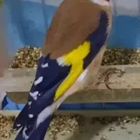 سهر نره مست