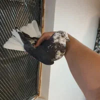 ۲تا کفتر پرشی